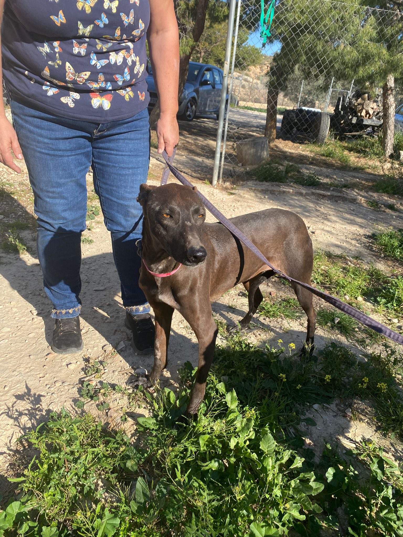 bagheera_1229868006020152