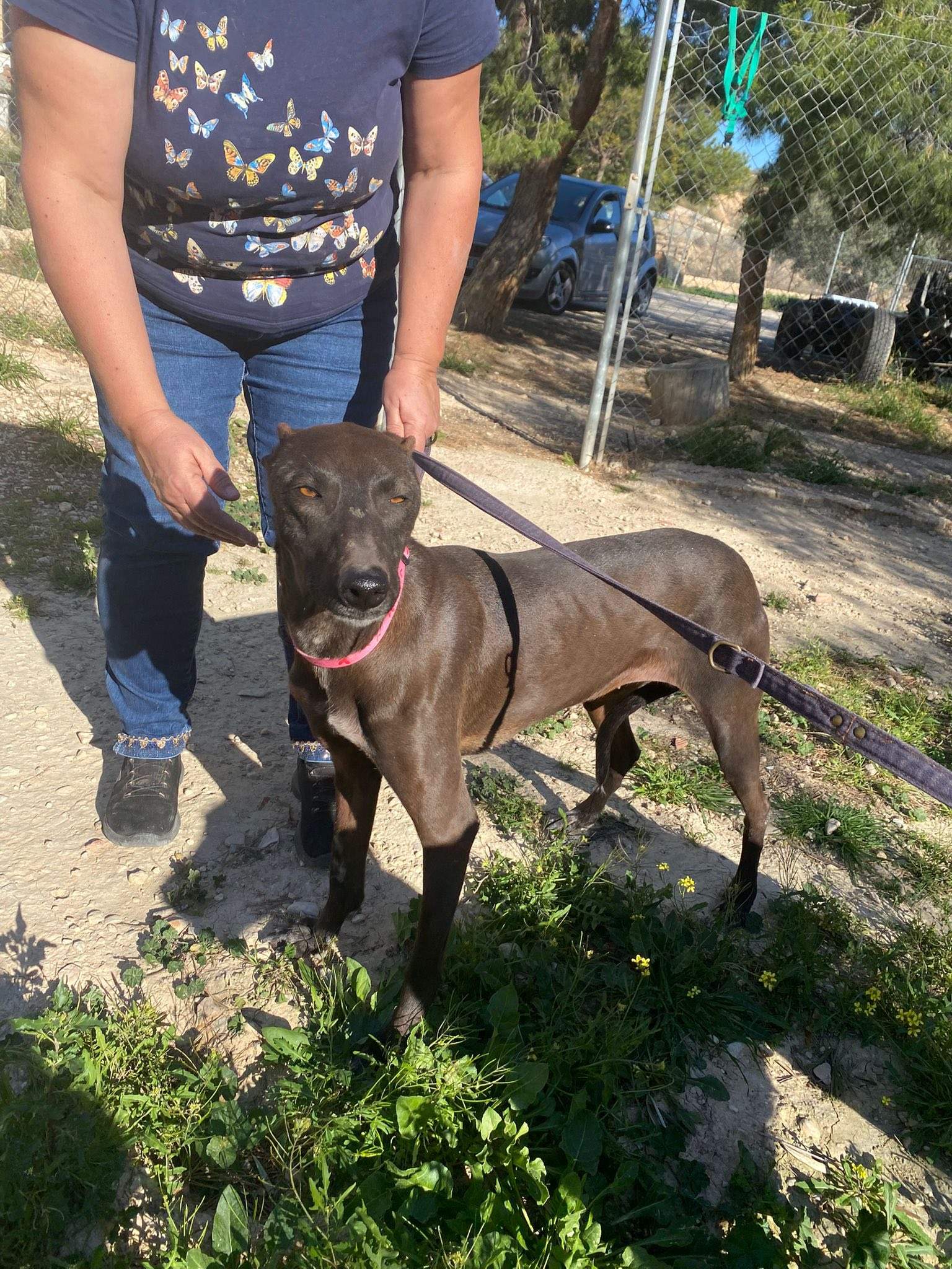 bagheera_1229868029353483