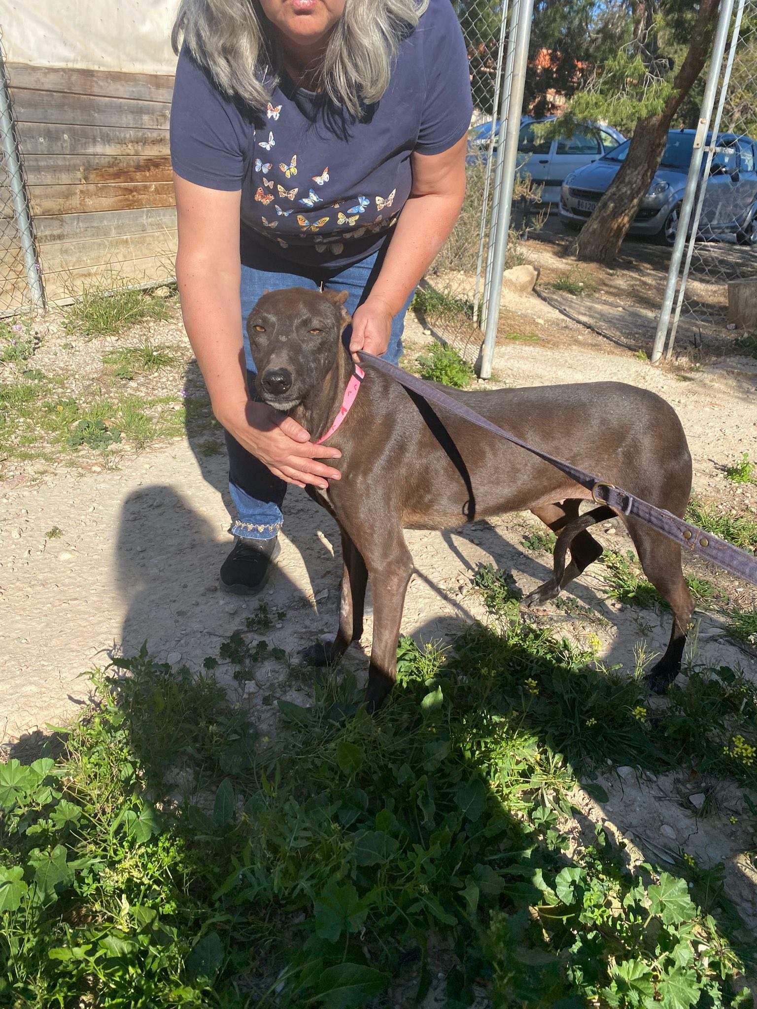 bagheera_1229868086020144