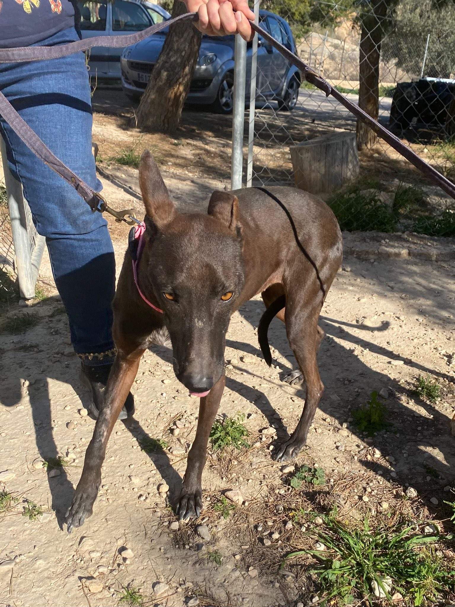 bagheera_1229868102686809