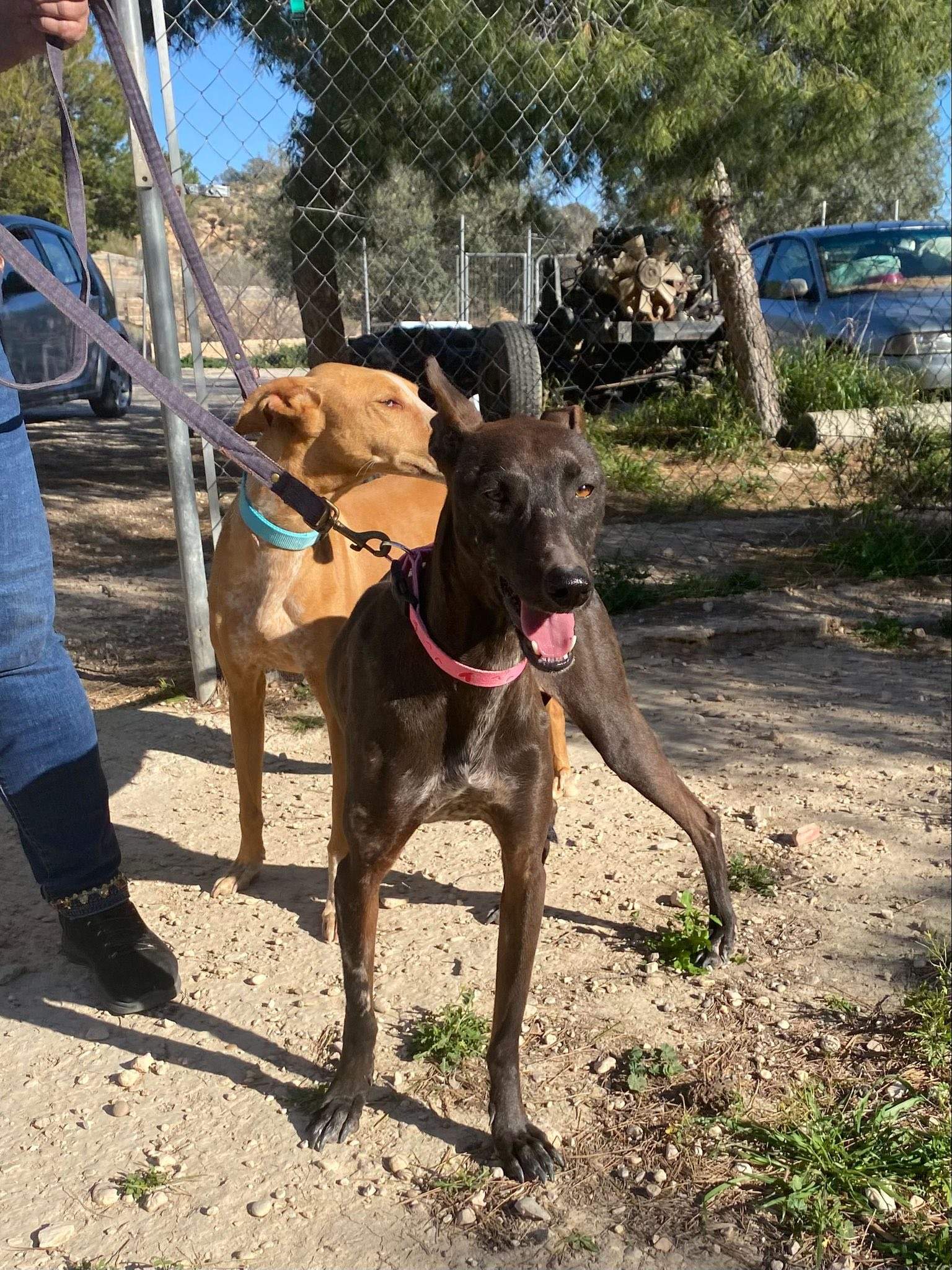 bagheera_1229868149353471