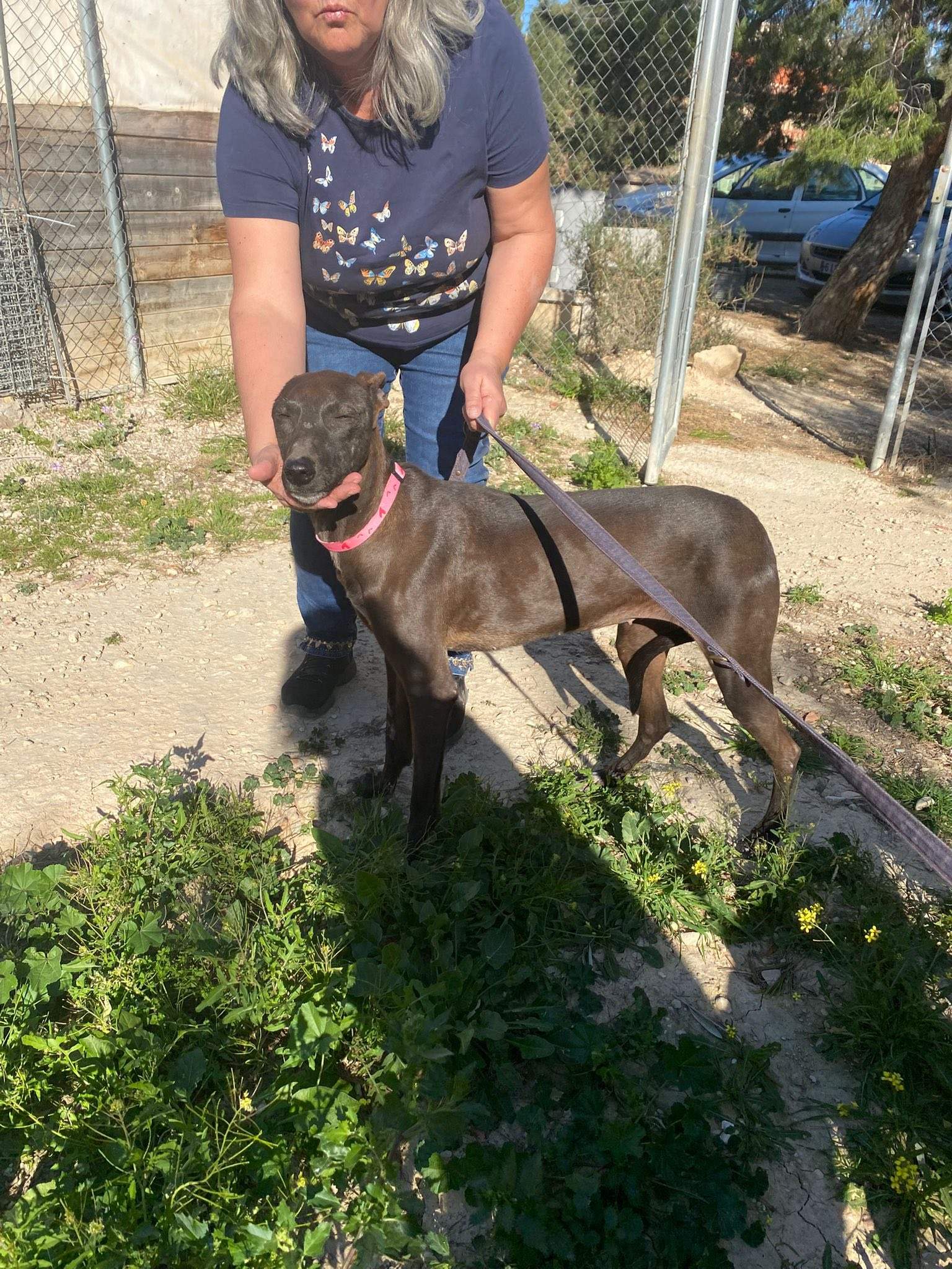 bagheera_1229868159353470