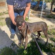 bagheera_1229868199353466