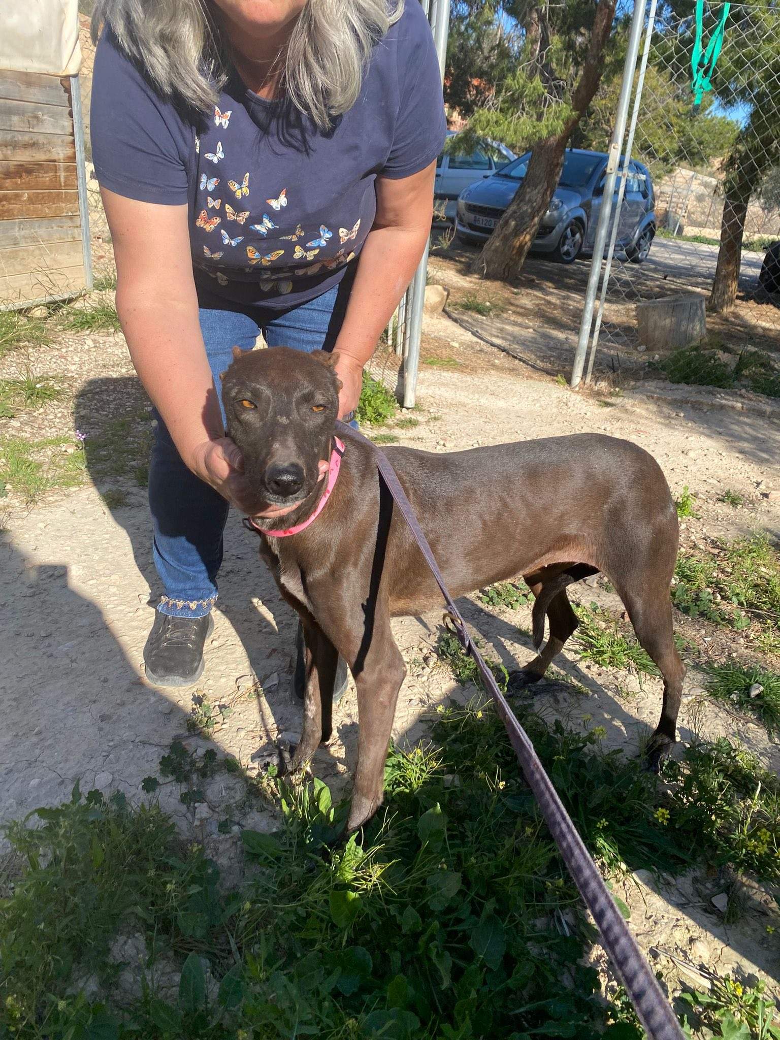 bagheera_1229868199353466