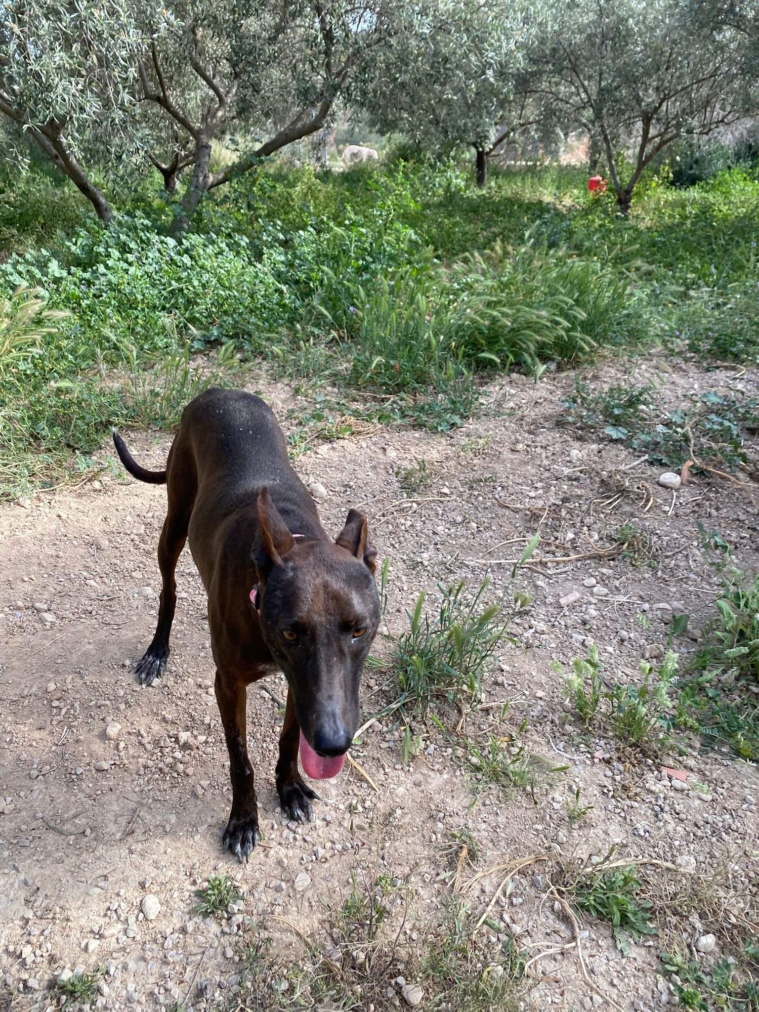 bagheera_1281588620848090