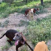 bagheera_1281588734181412