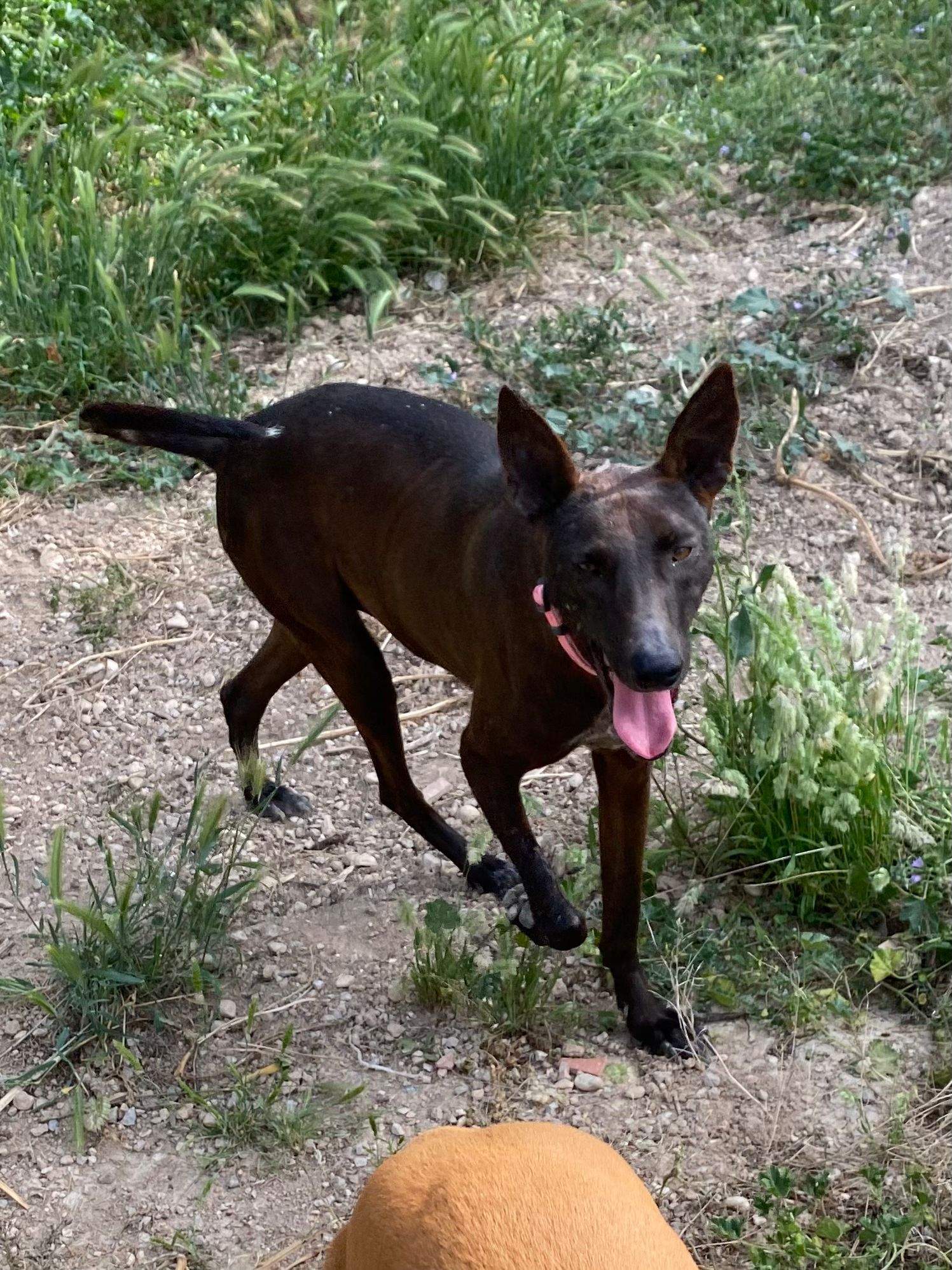 bagheera_1285052377168381