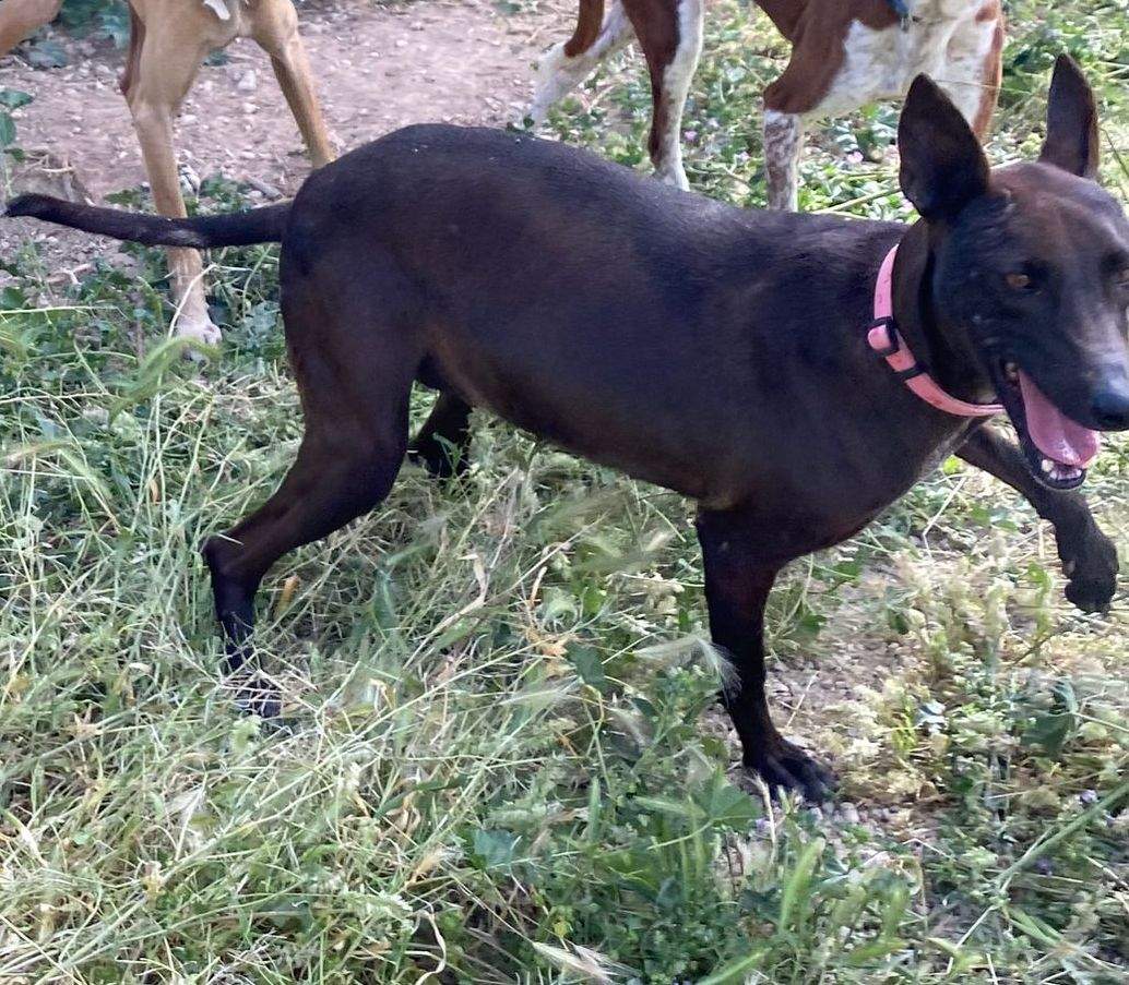 bagheera_1285052433835042