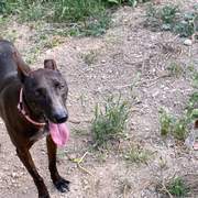 bagheera_1285052543835031