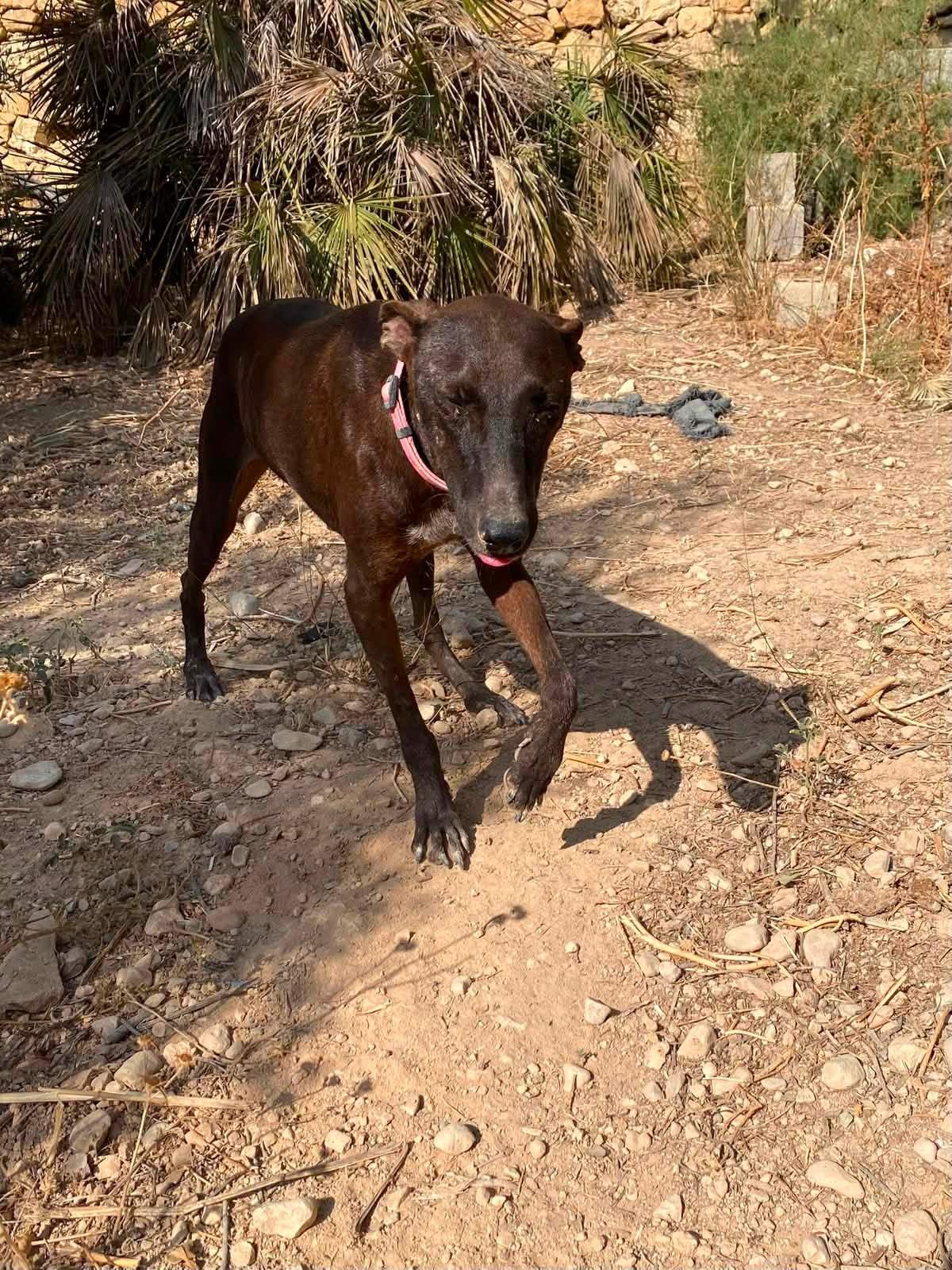 bagheera_1359079856432299
