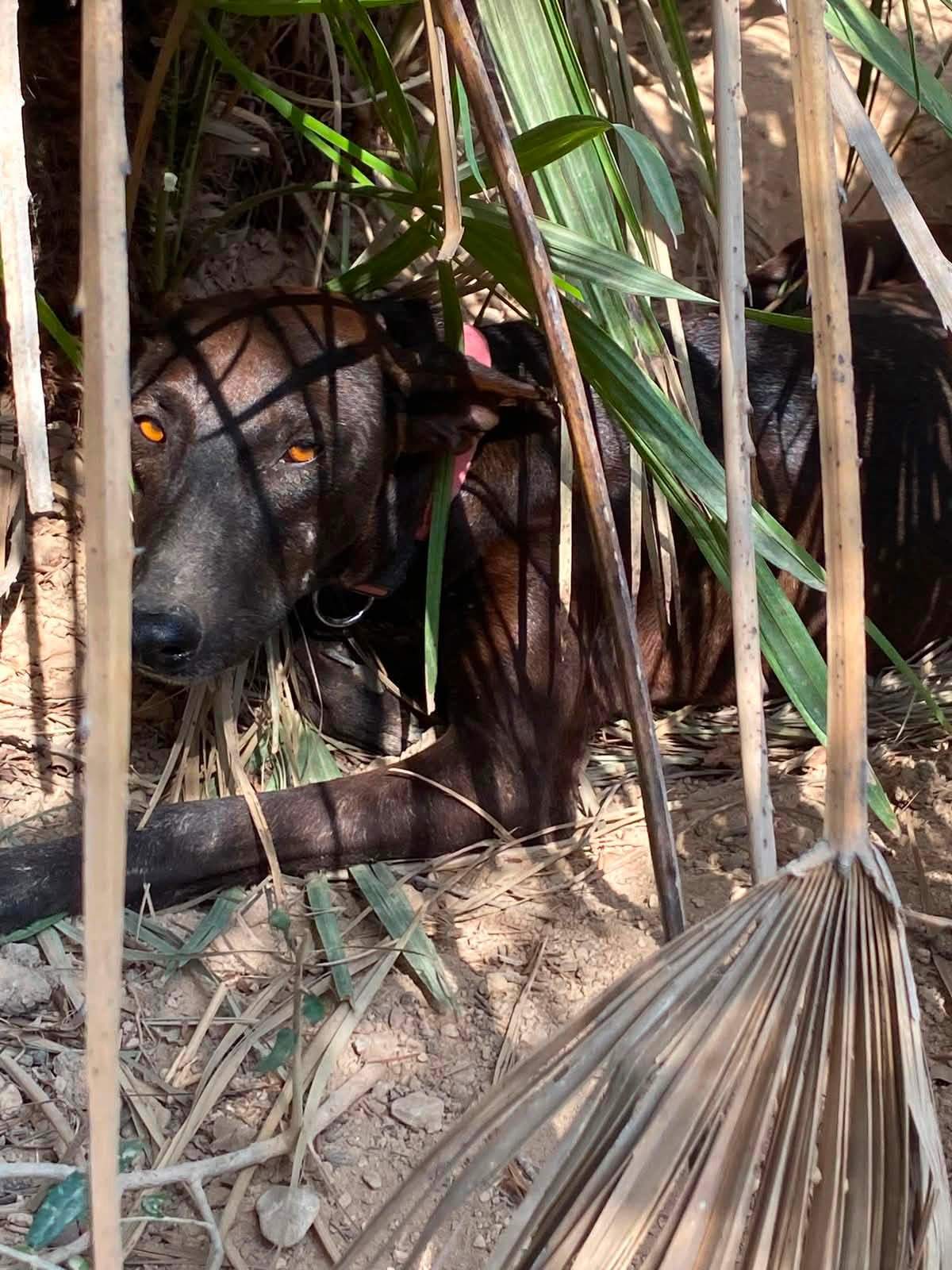 bagheera_1359079896432295