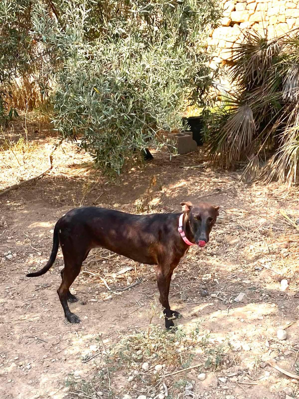 bagheera_1359079959765622