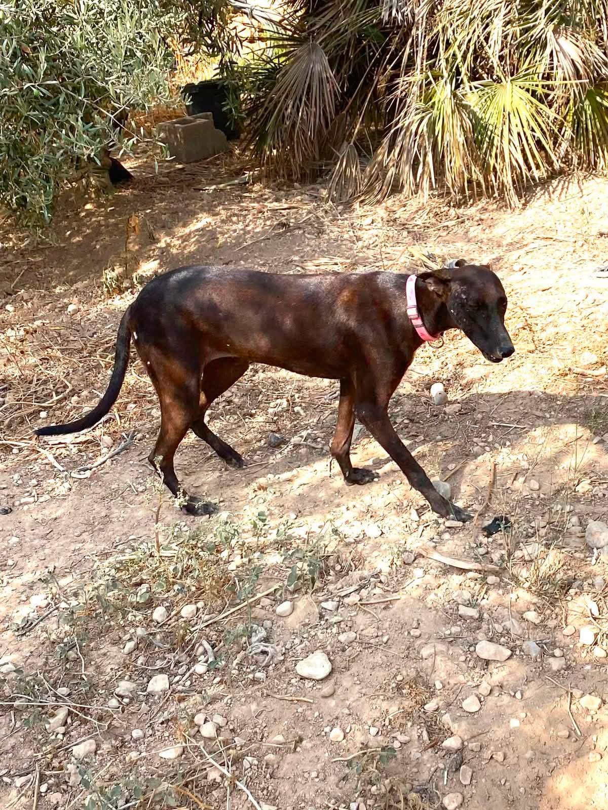 bagheera_1359079993098952