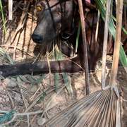 bagheera_1359080026432282