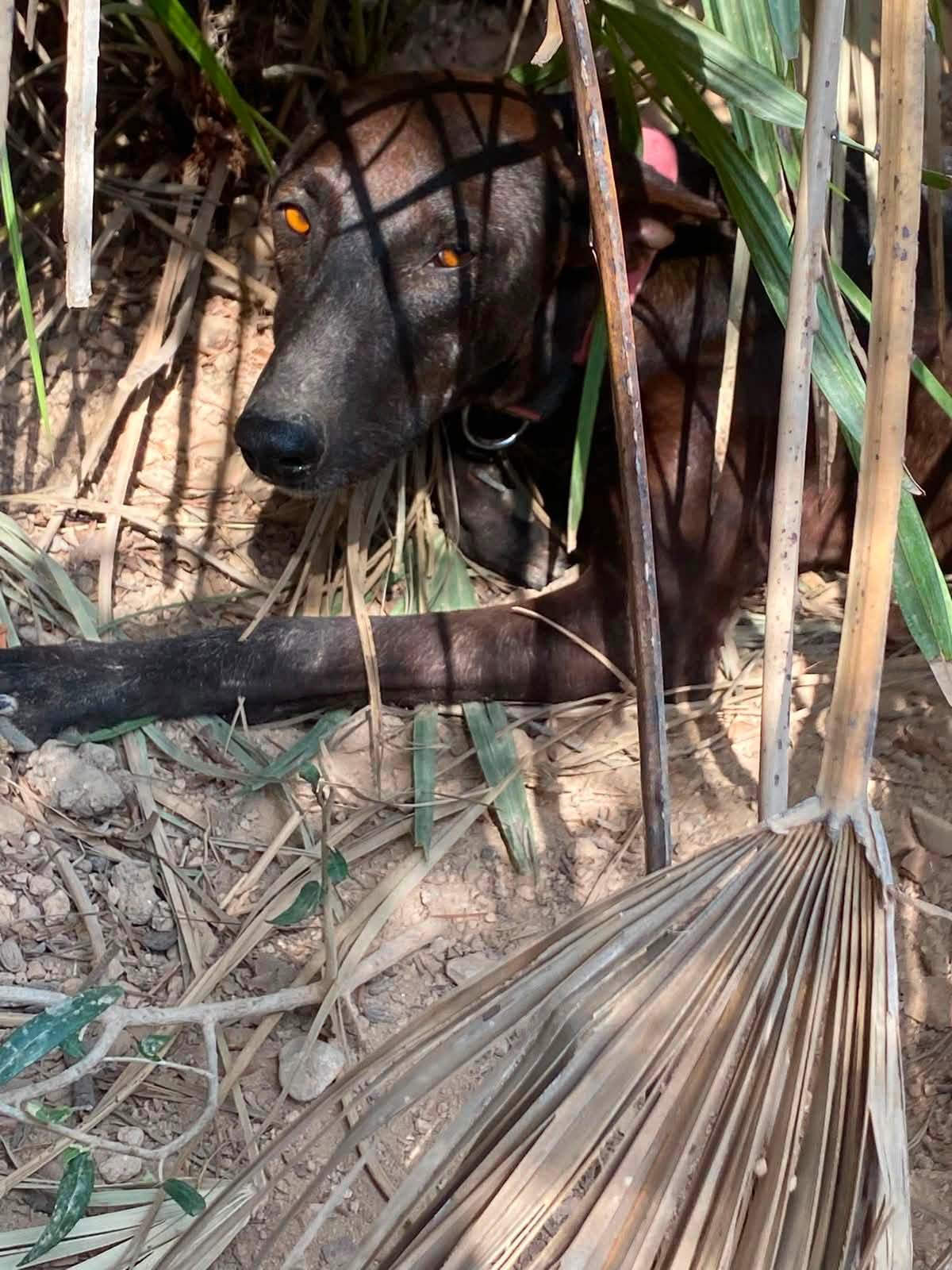 bagheera_1359080026432282