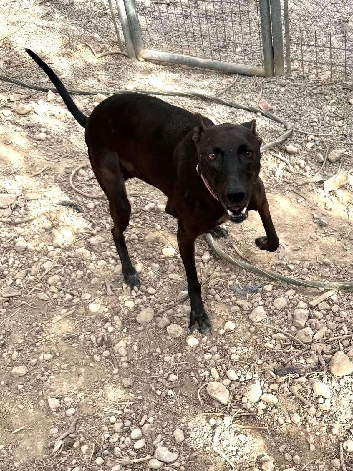 bagheera_1412399921100292
