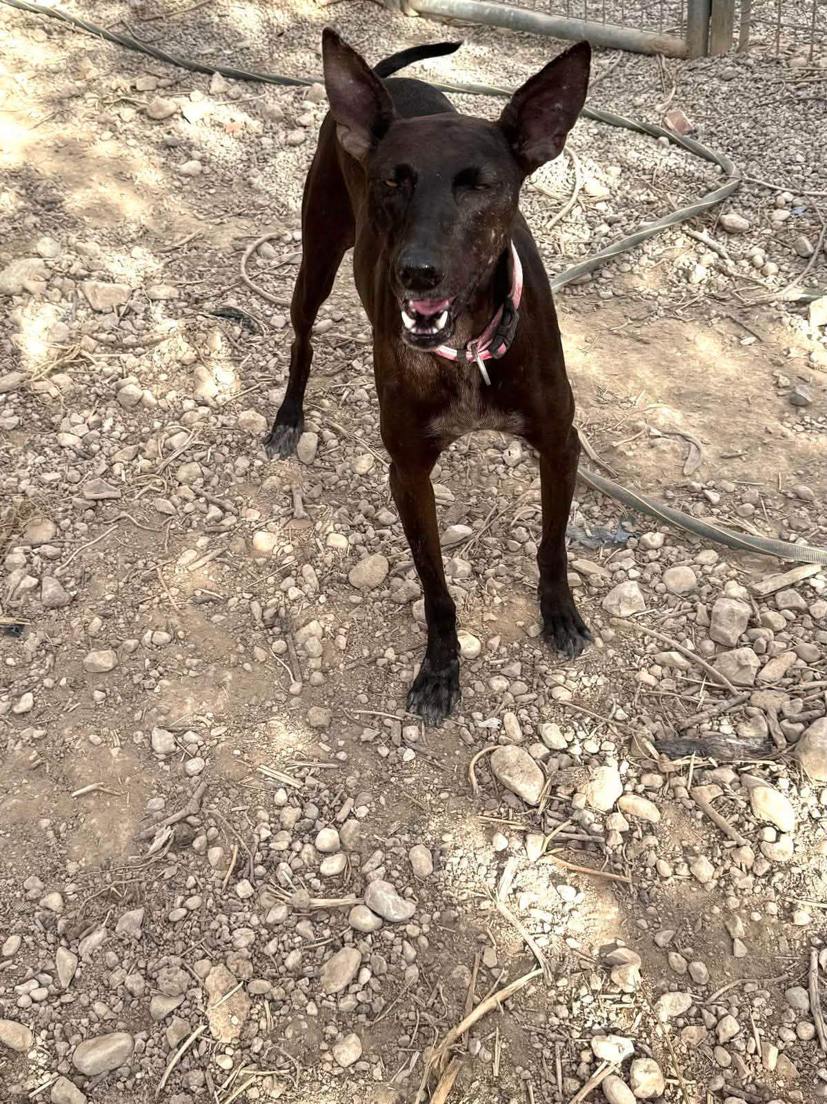 bagheera_1412399957766955