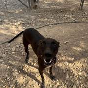 bagheera_1412399981100286