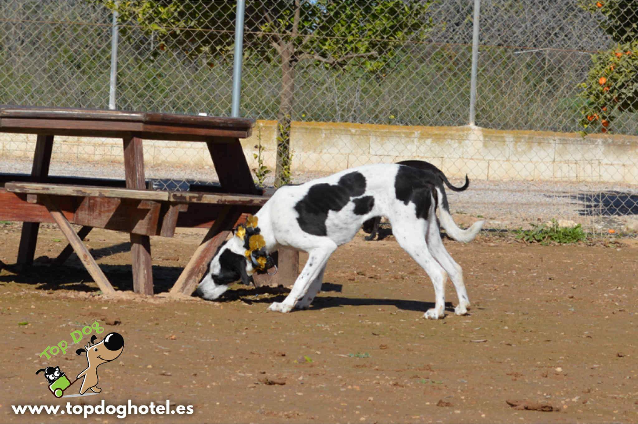 bella-2_1196358506037769