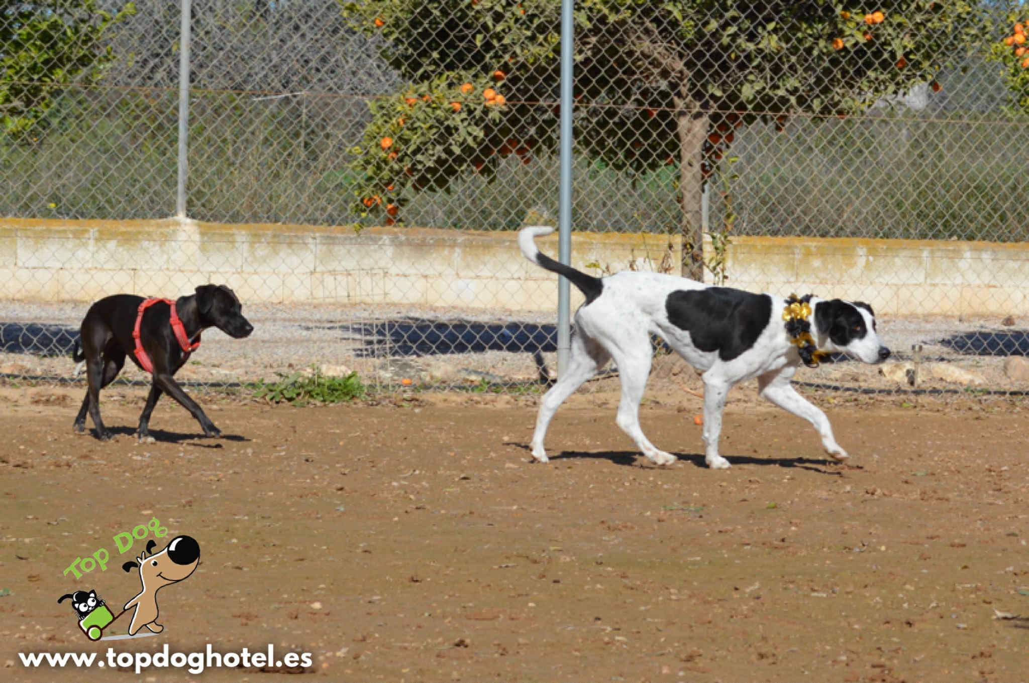 bella-2_1196358542704432