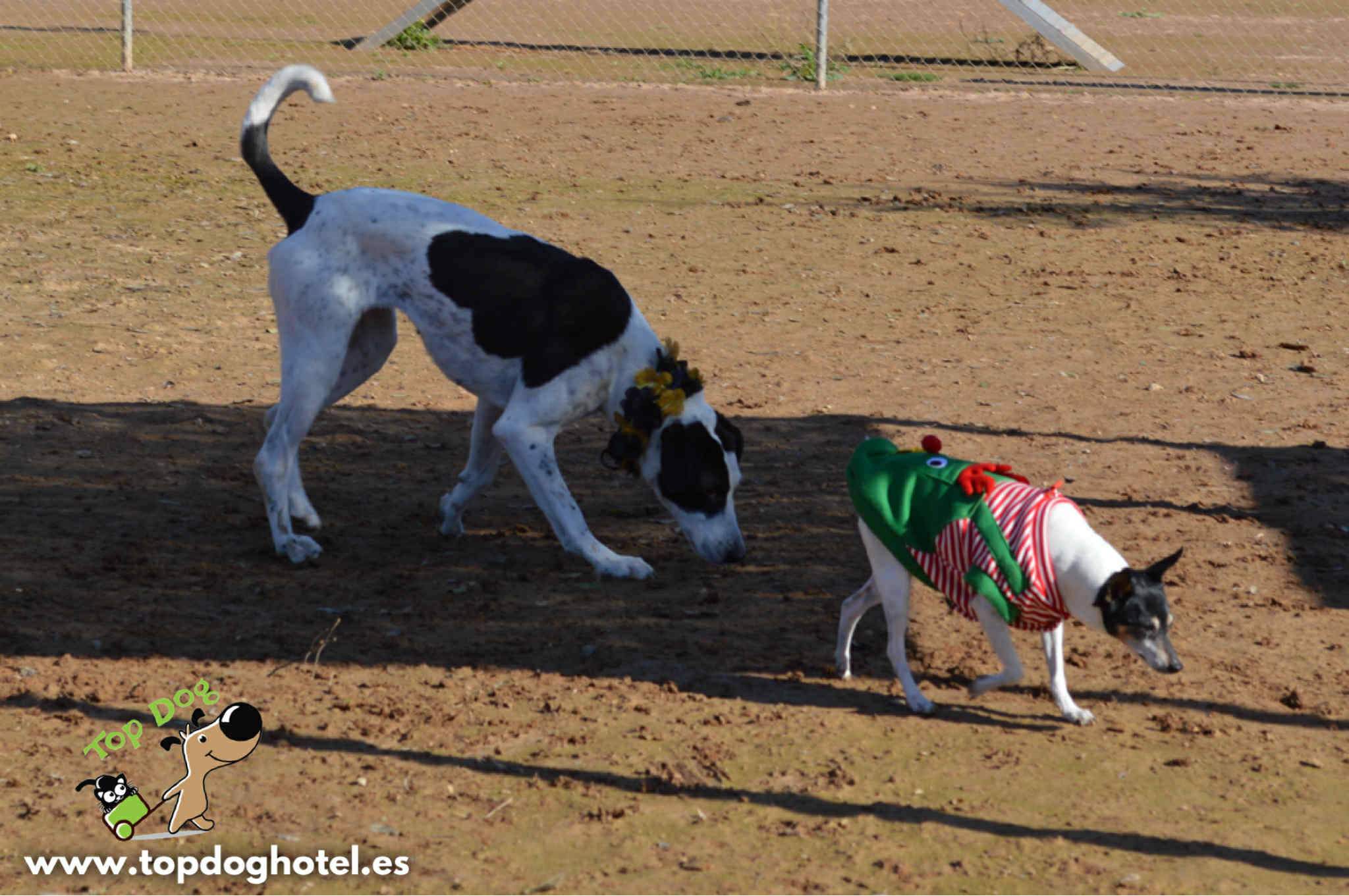 bella-2_1196358589371094