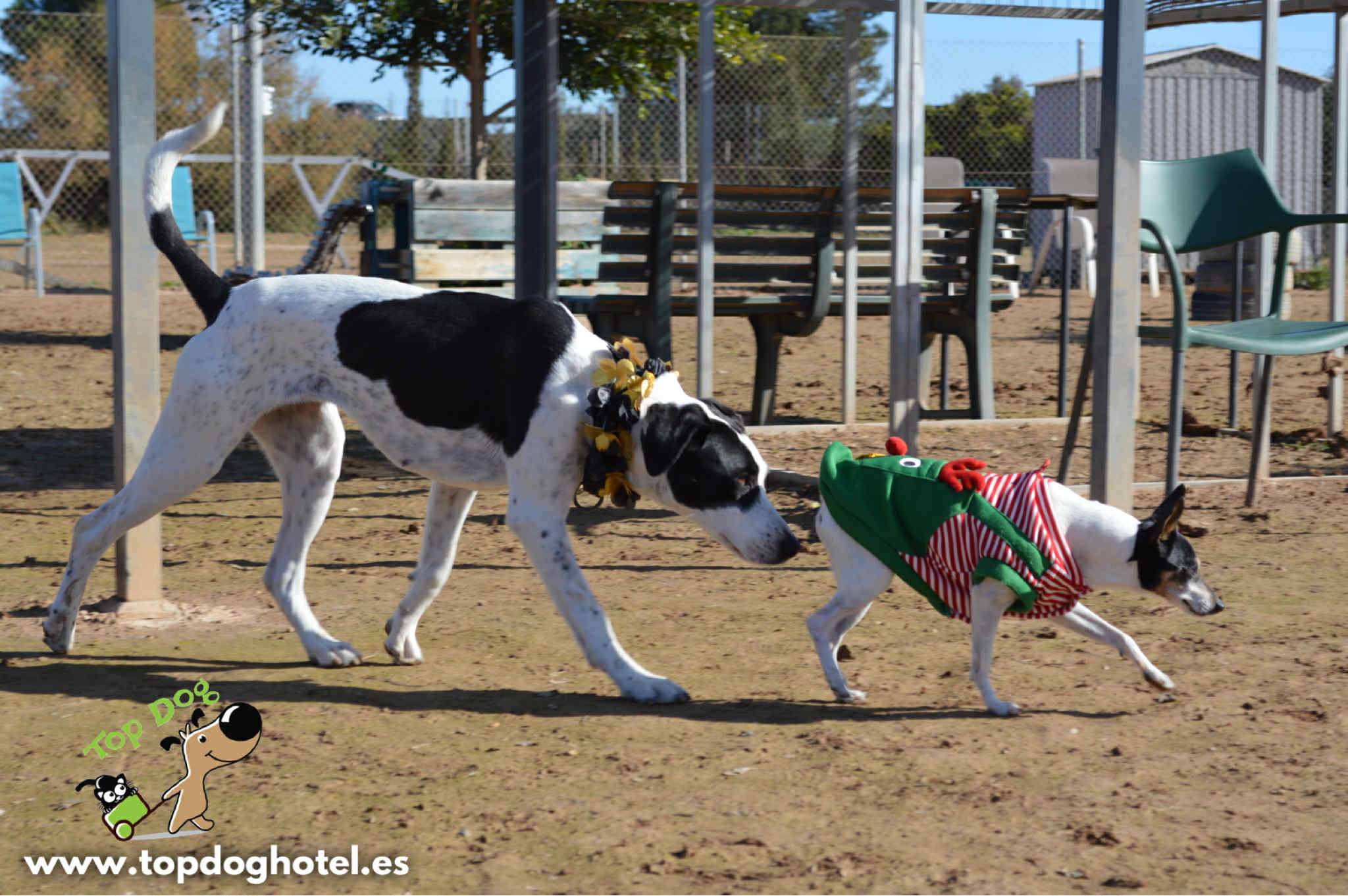 bella-2_1196358642704422