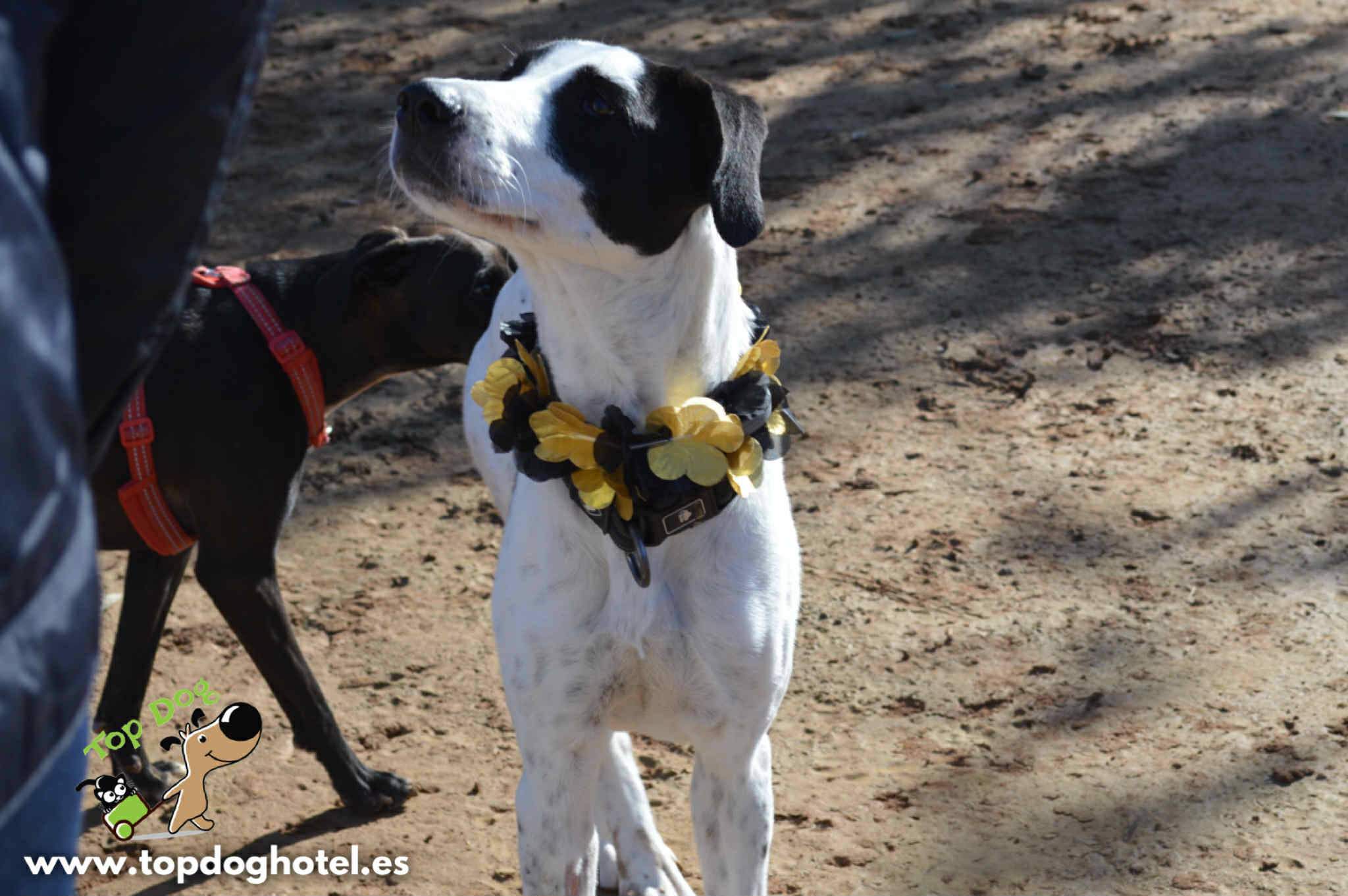 bella-2_1196358746037745