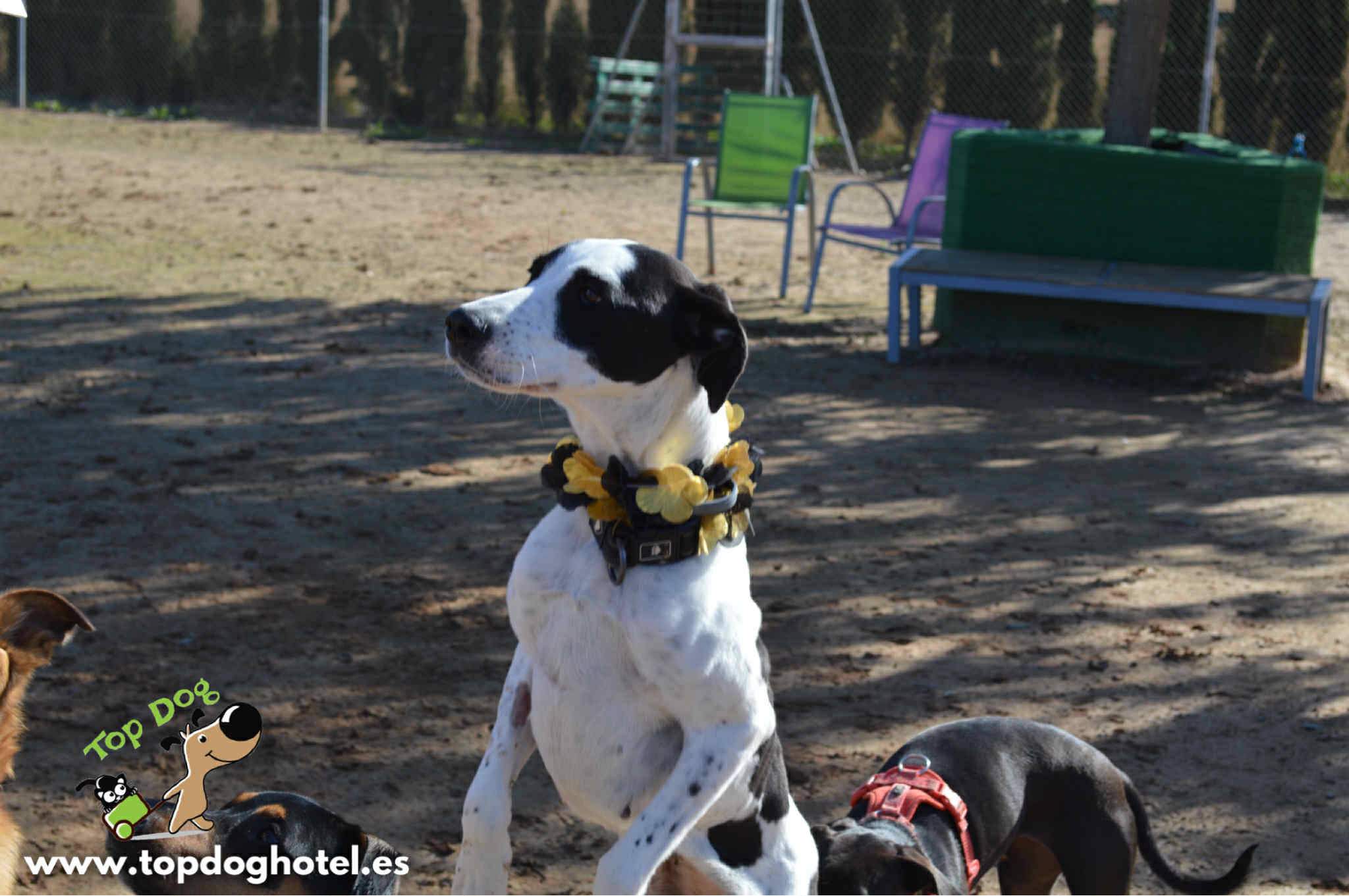 bella-2_1196358802704406