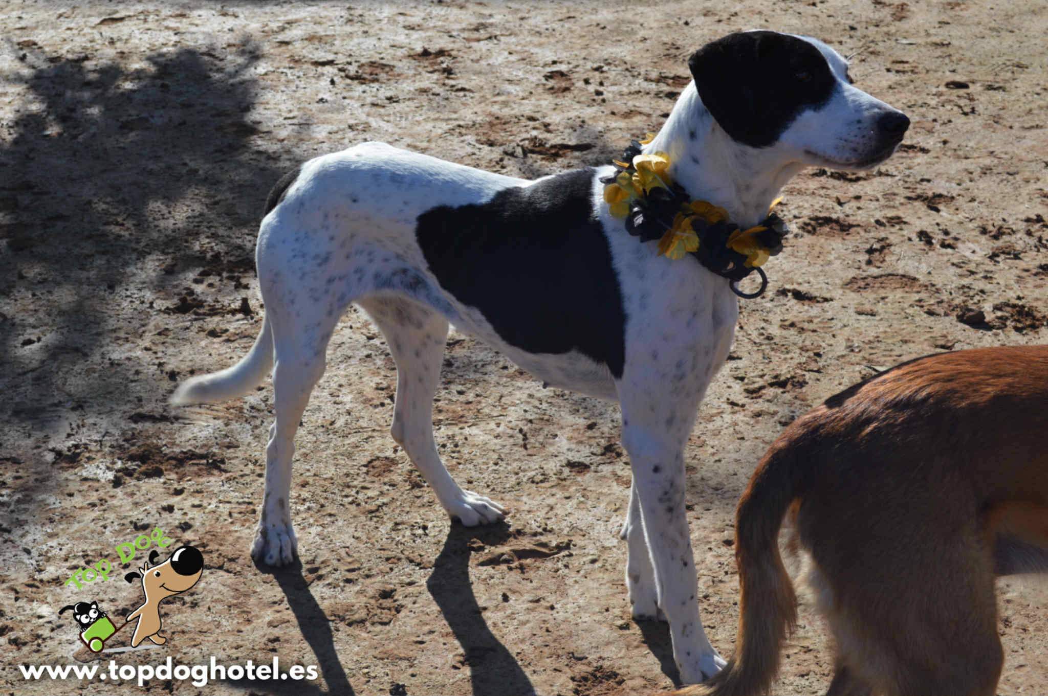 bella-2_1196358862704400