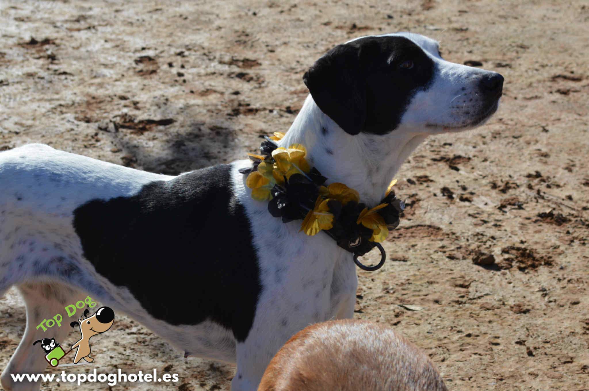 bella-2_1196358912704395