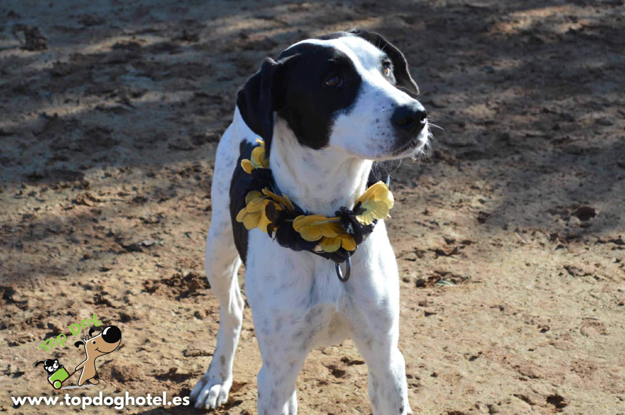 bella-2_1196358956037724