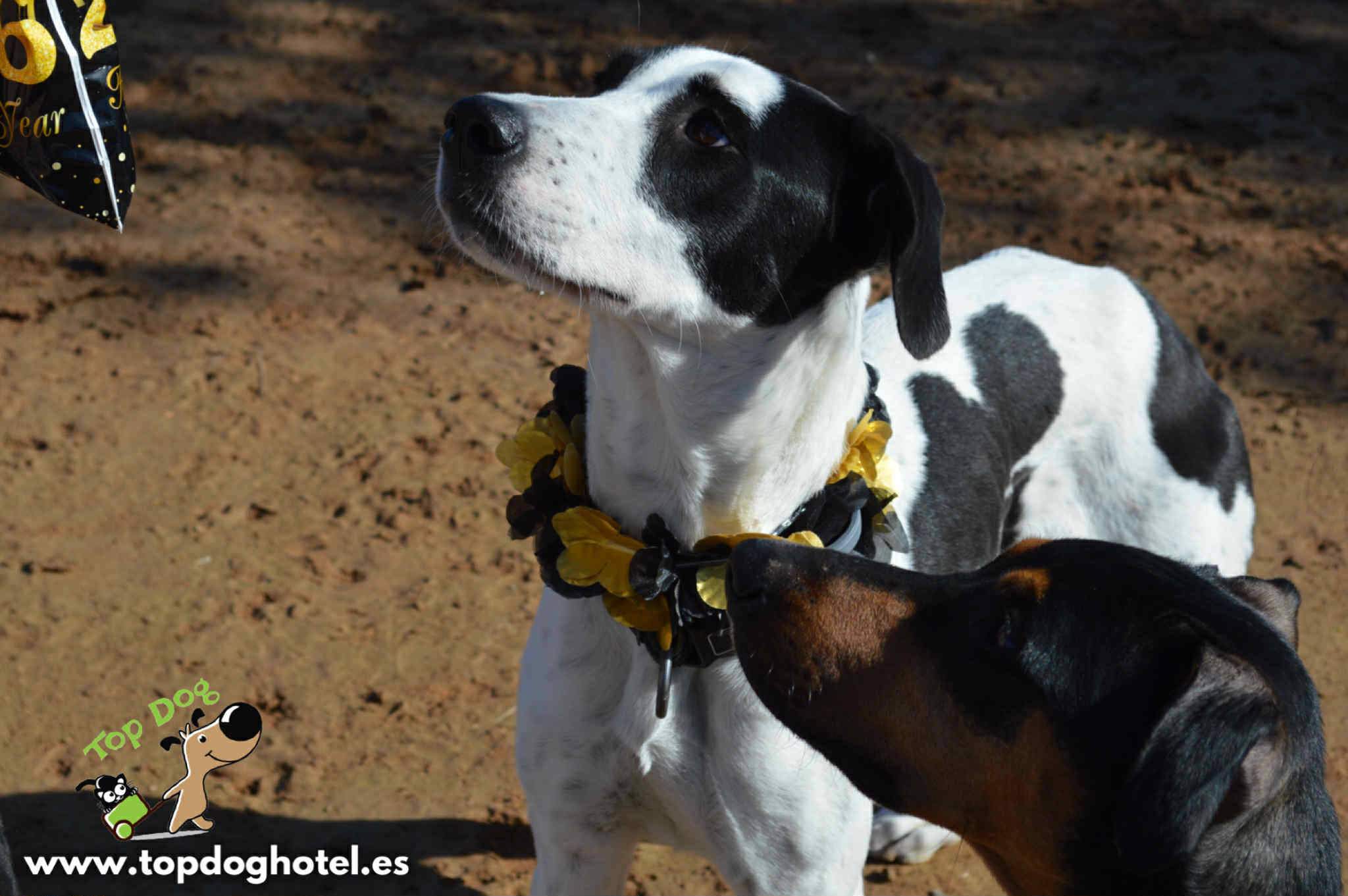 bella-2_1196358999371053