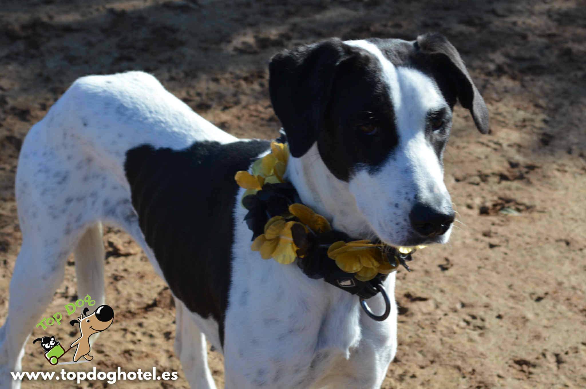 bella-2_1196359046037715