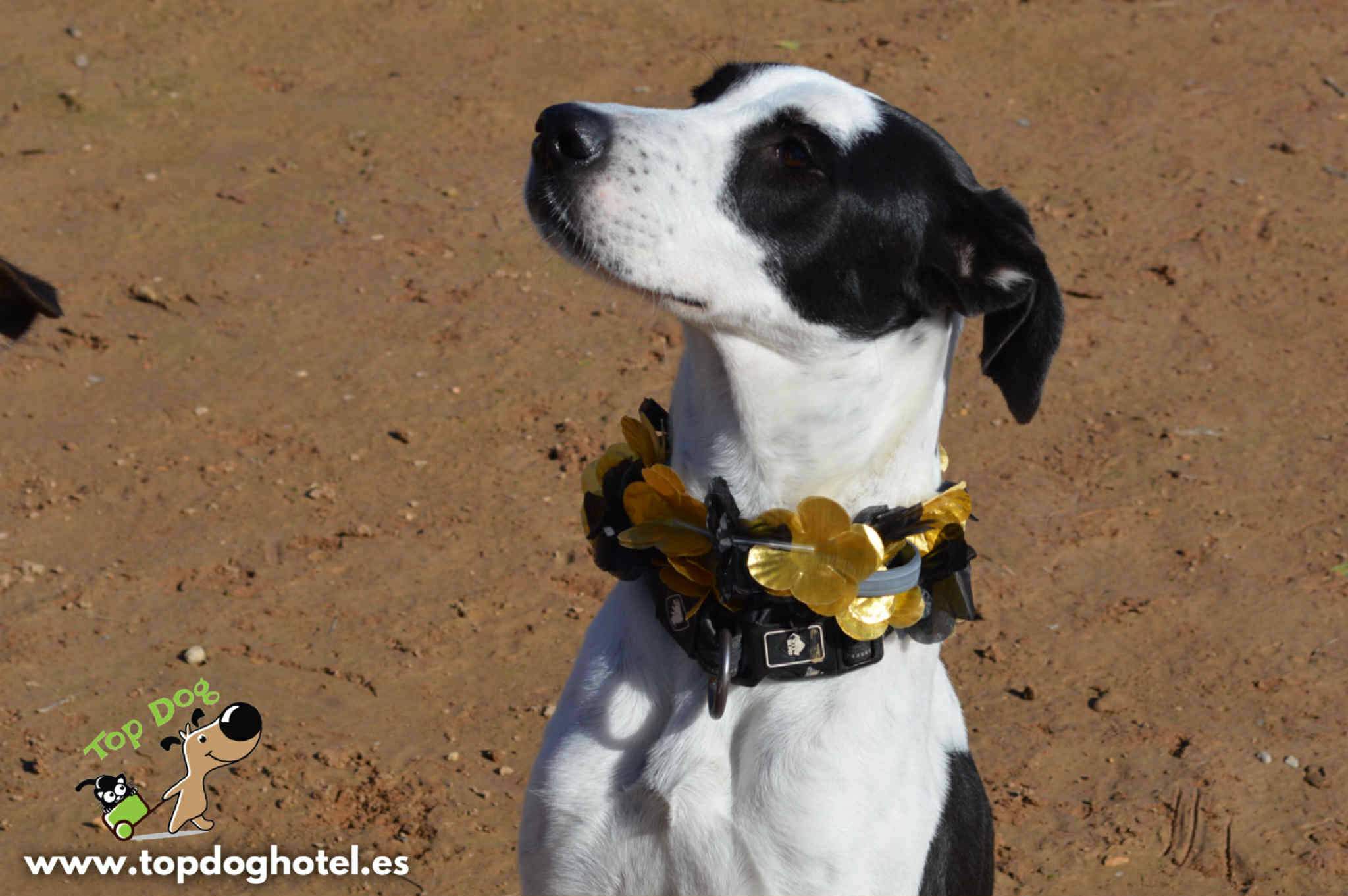 bella-2_1196359086037711