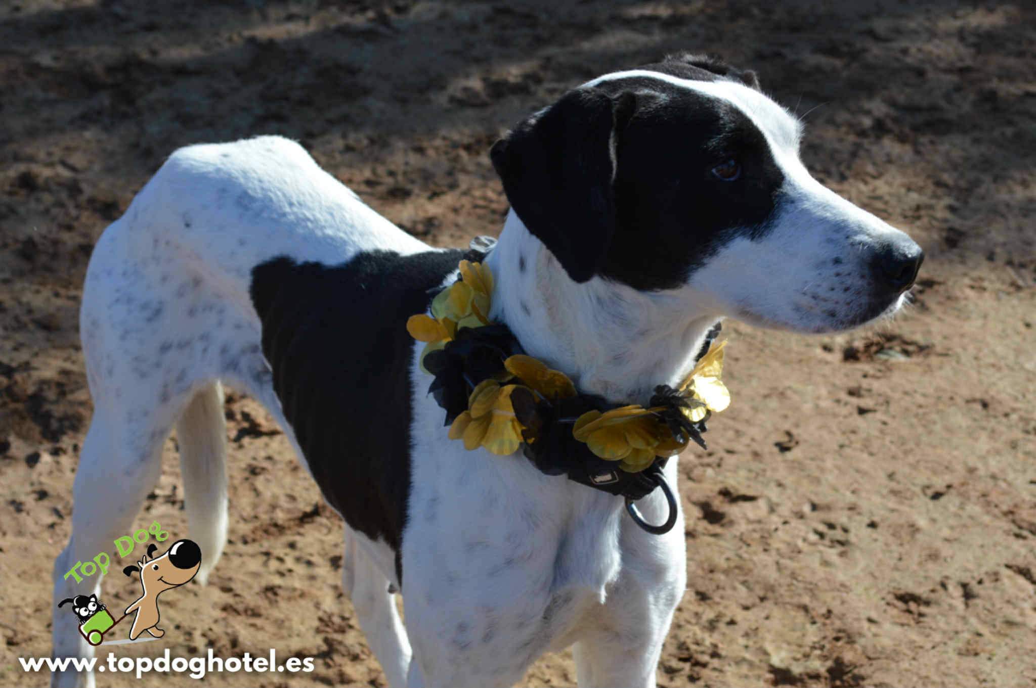 bella-2_1196359132704373