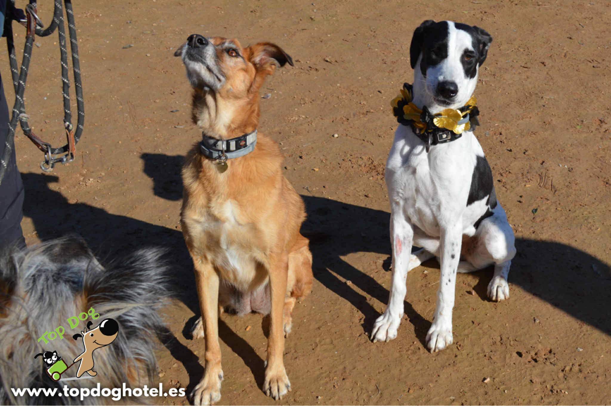 bella-2_1196359182704368