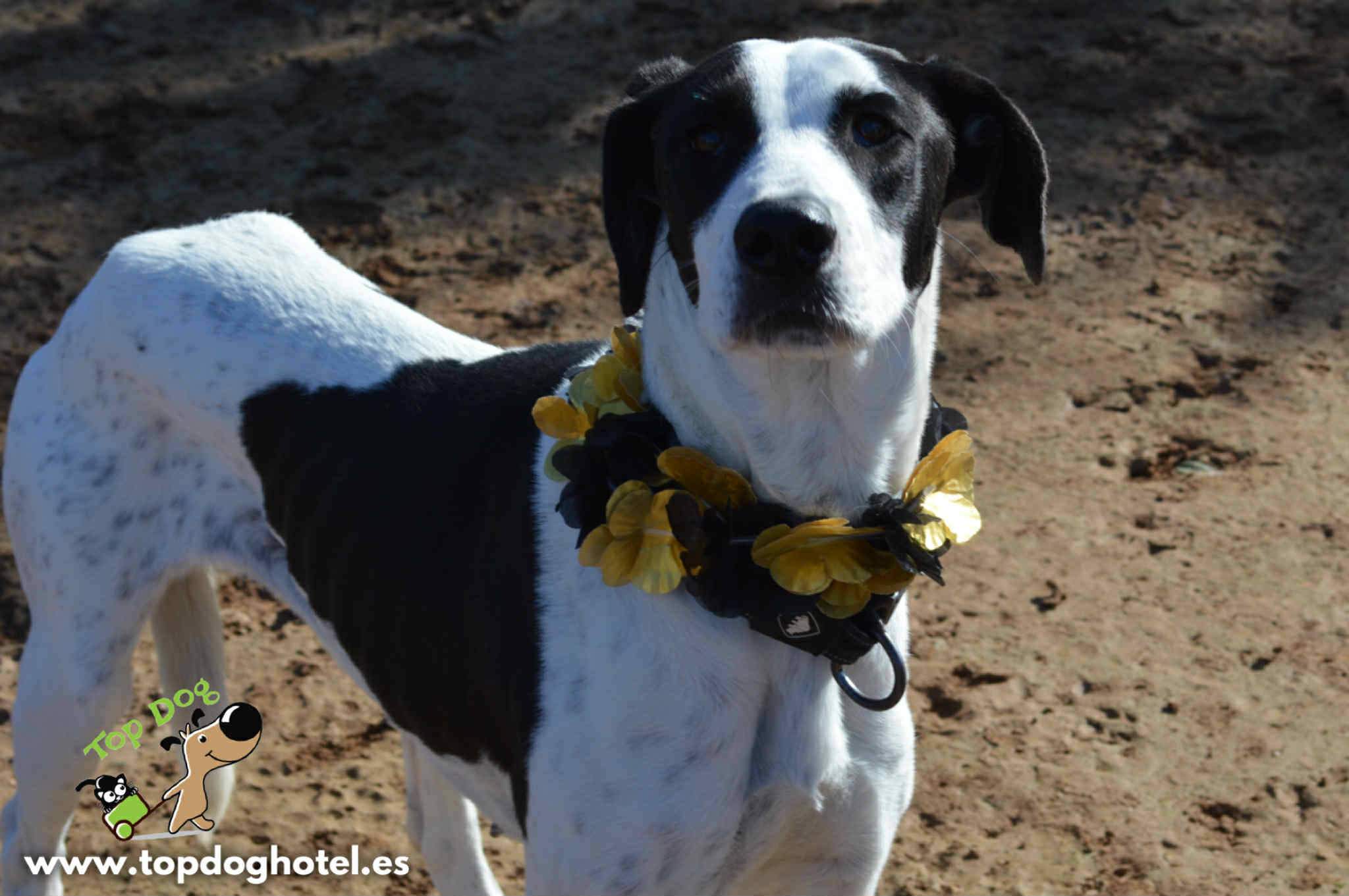 bella-2_1196359222704364