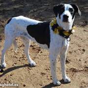 bella-2_1196359269371026