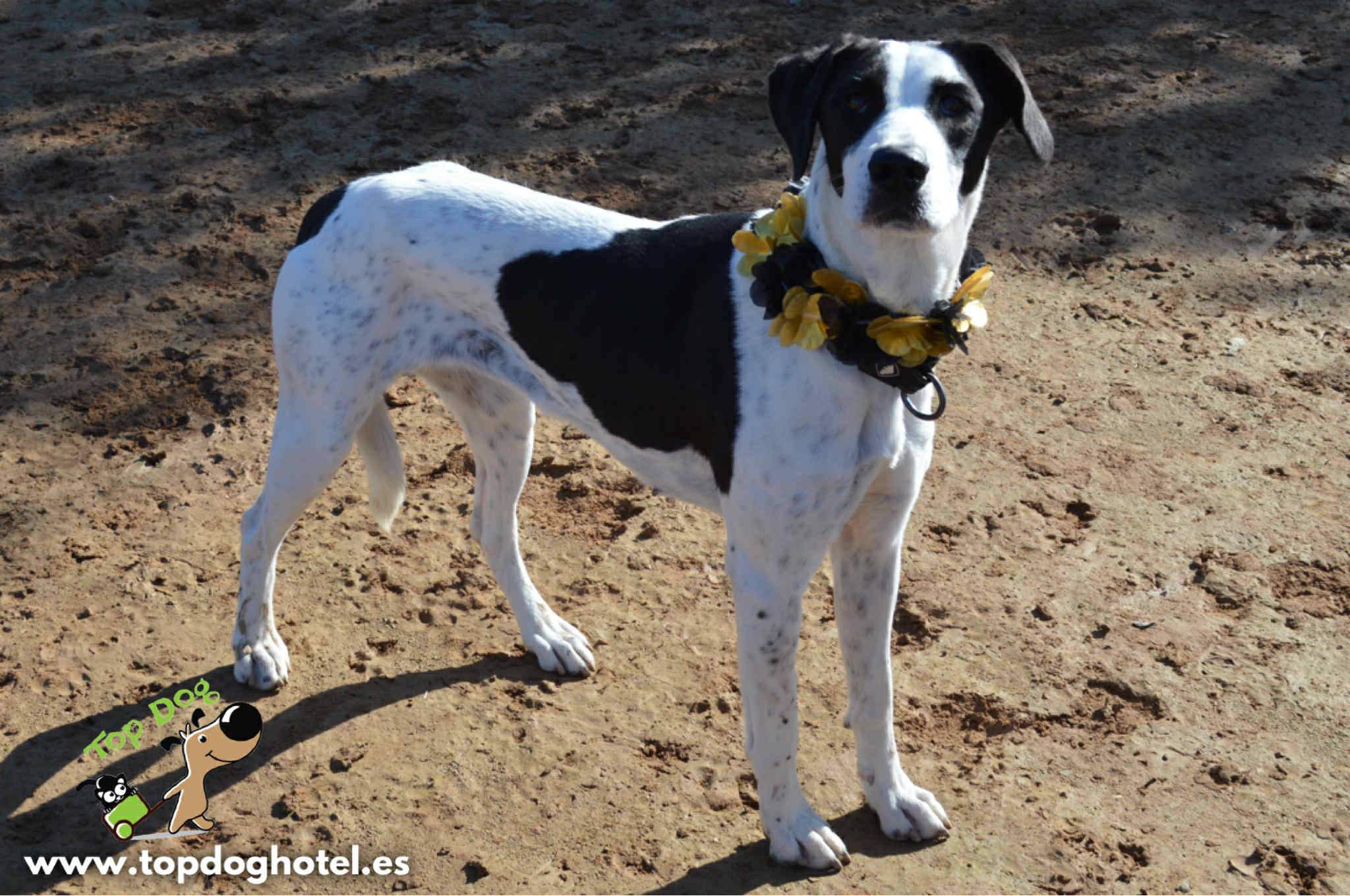 bella-2_1196359269371026