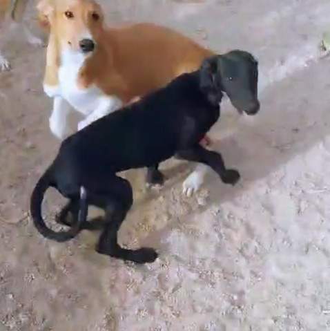 bella_1114694120870875