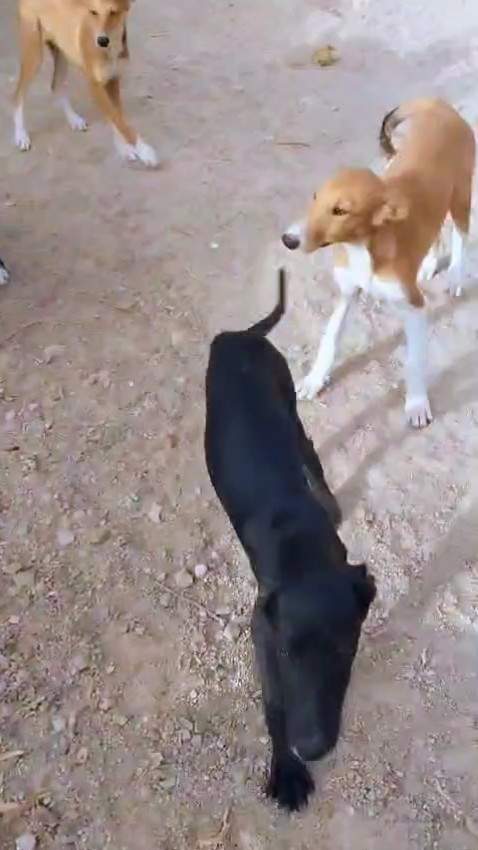 bella_1114694127537541