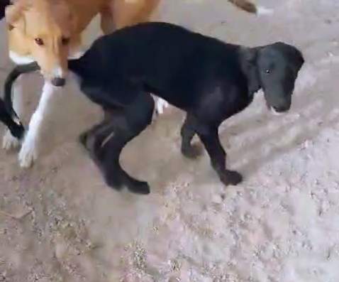 bella_1114694210870866