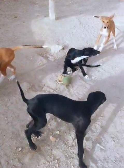 bella_1114694224204198