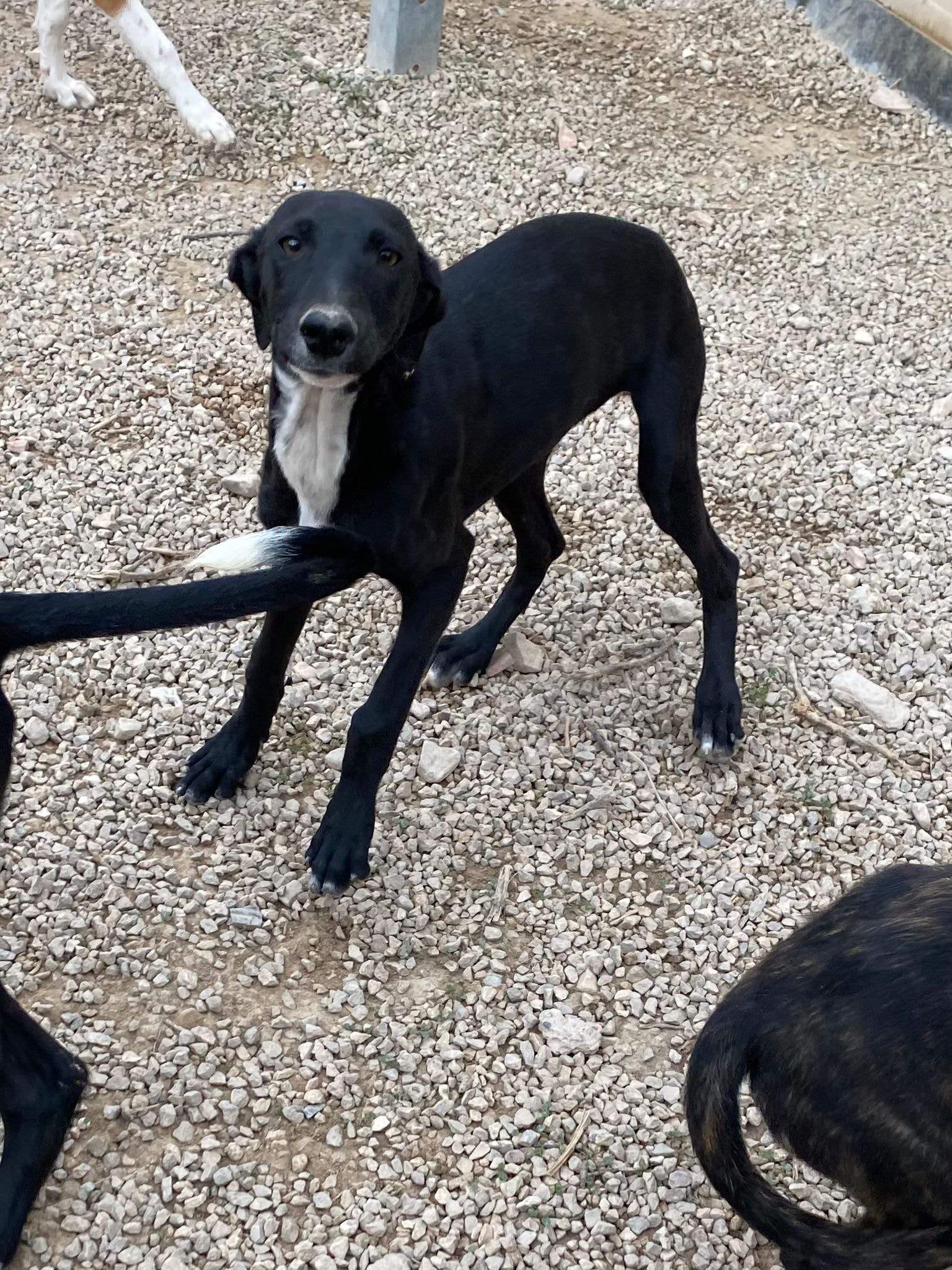 bella_1125002189840068