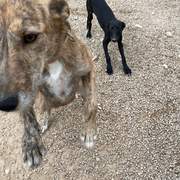 bella_1125002219840065