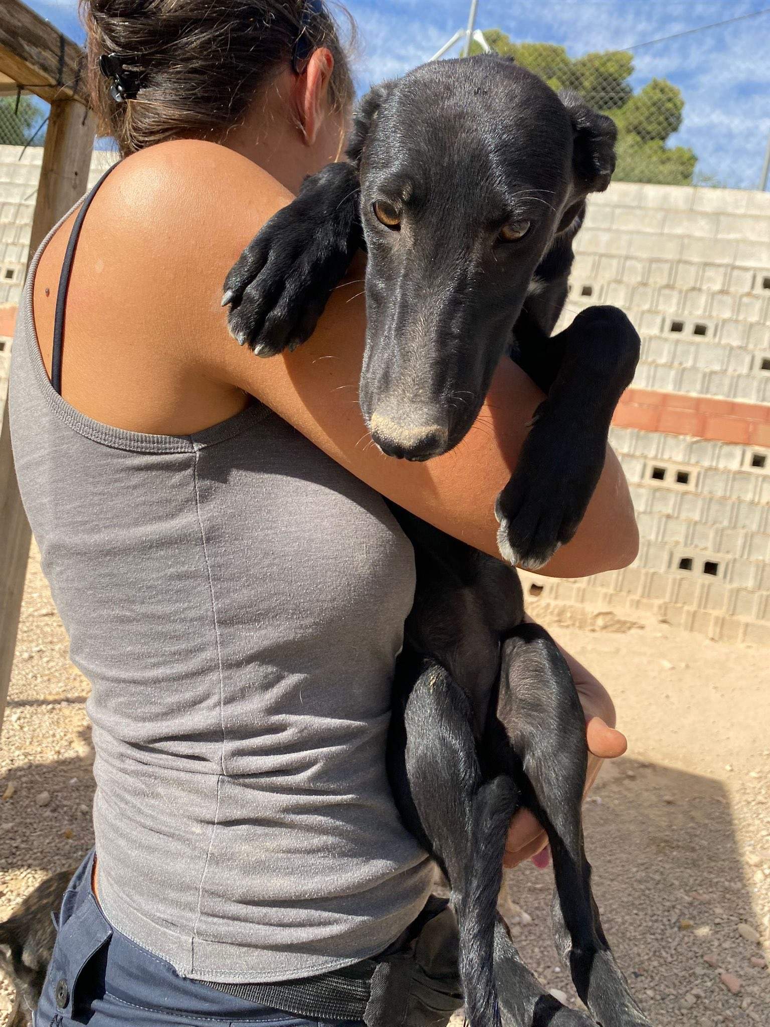 bella_1138072118533075