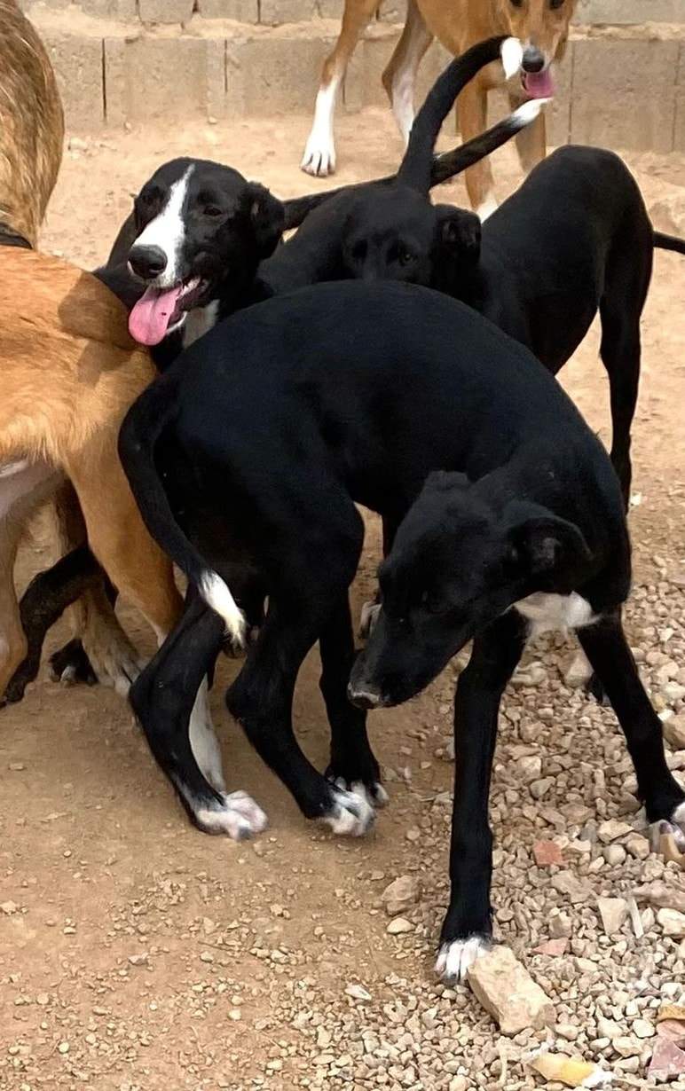 bella_1152258523781101