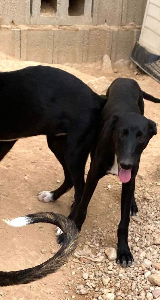 bella_1152258557114431