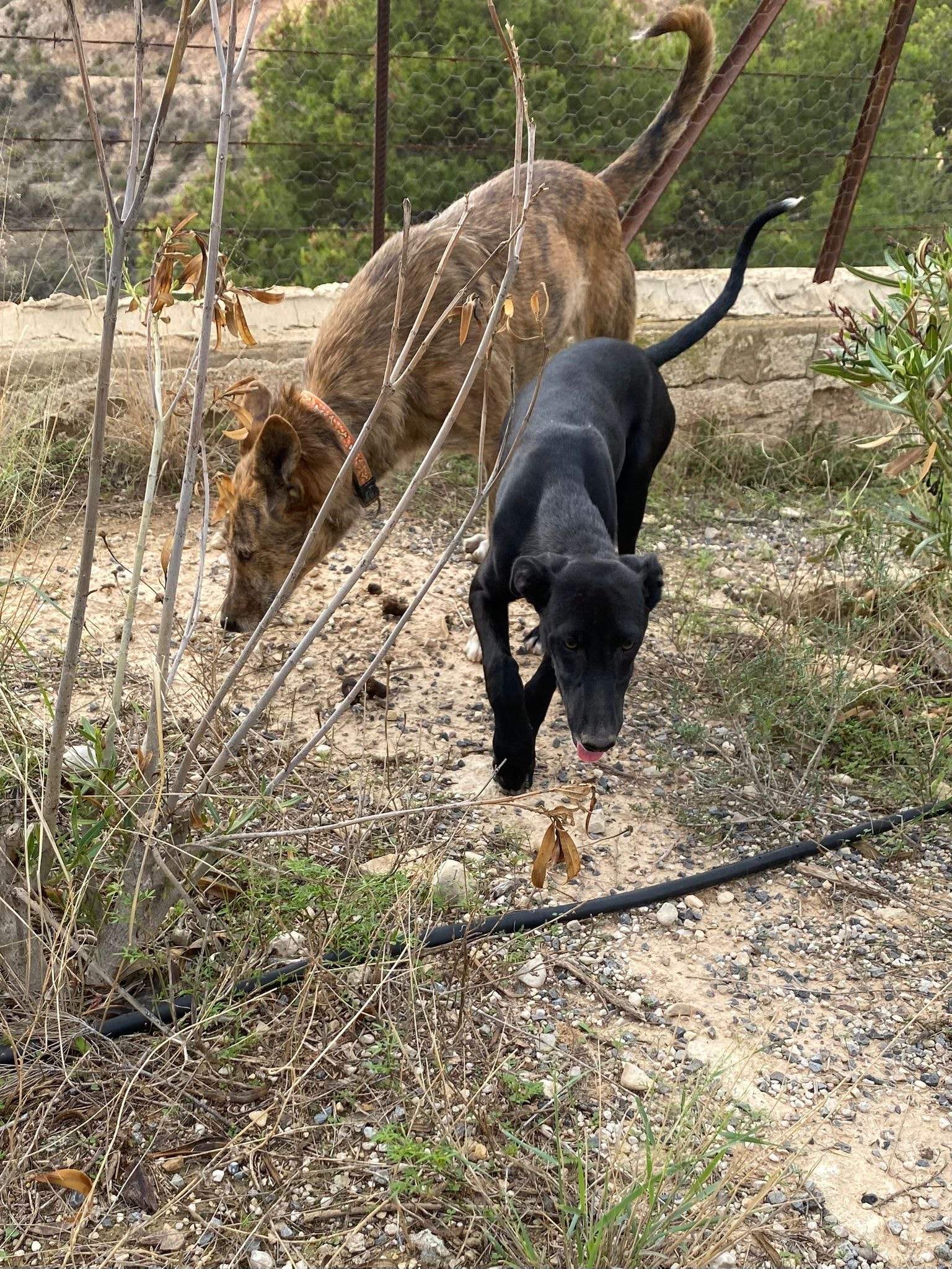 bella_1152258583781095