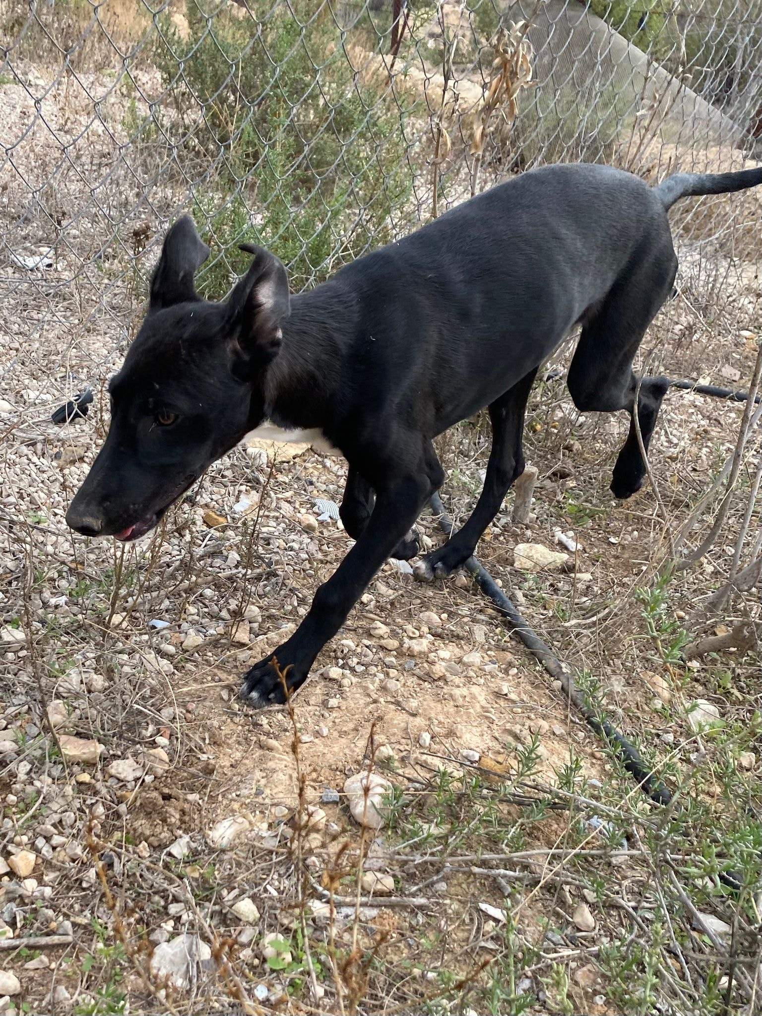 bella_1152258617114425